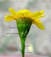  Capitulum with involucre, calyculus and peduncle